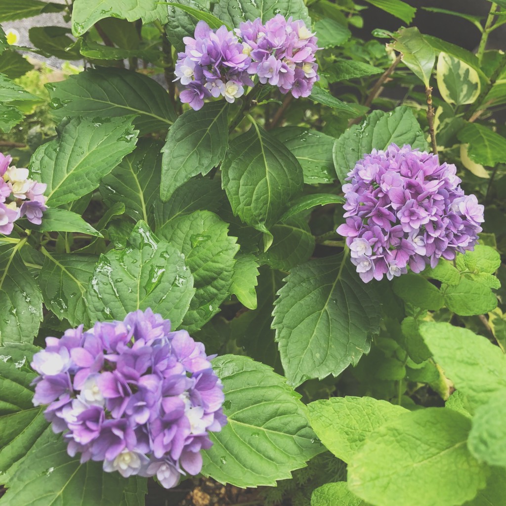 お店の紫陽花♪