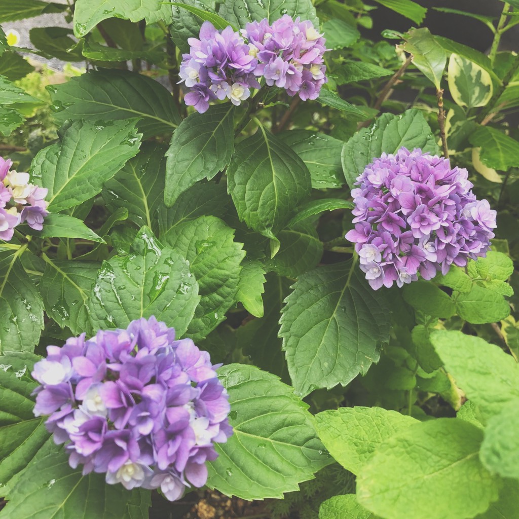 お店の紫陽花♪